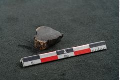 Foto (Seitenansicht) von Auracaria haastii (NHMW-GEO-2024-0188-11581)